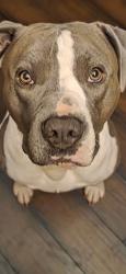 Lost Male Dog last seen 83rd street and miller was where he was last seen, Oklahoma City, OK 73159