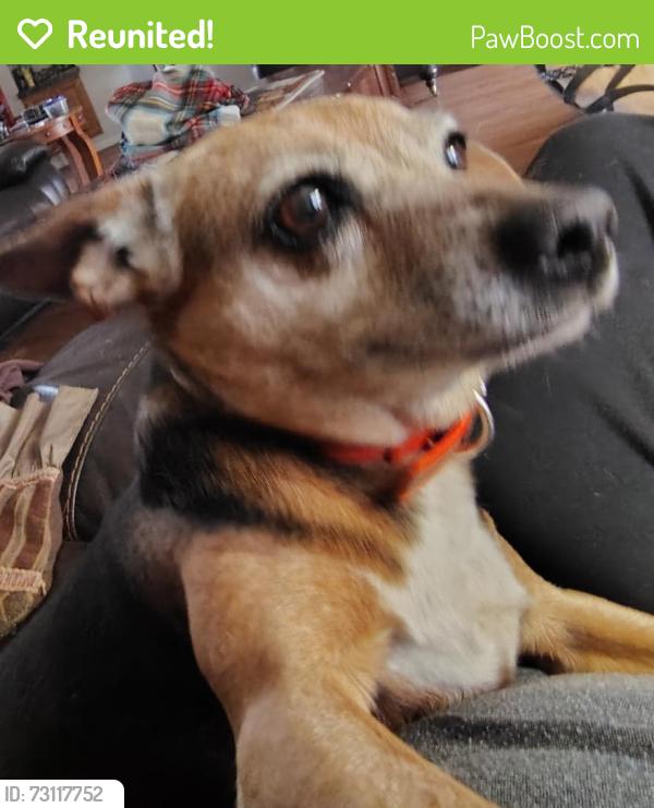 Reunited Female Dog last seen Wittenburg road, Taylorsville, NC 28681