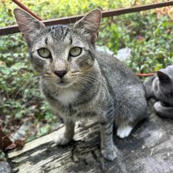 Reunited Male Cat last seen De Chaumes Elementary, Houston, TX 77076
