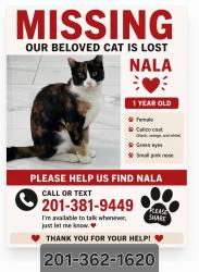 Reunited Female Cat last seen Near greglawn Drive Clifton, Clifton, NJ 07013