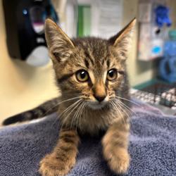 Shelter Stray Male Cat last seen , 361 S Raymond Ave, Pasadena, CA 91105, USA