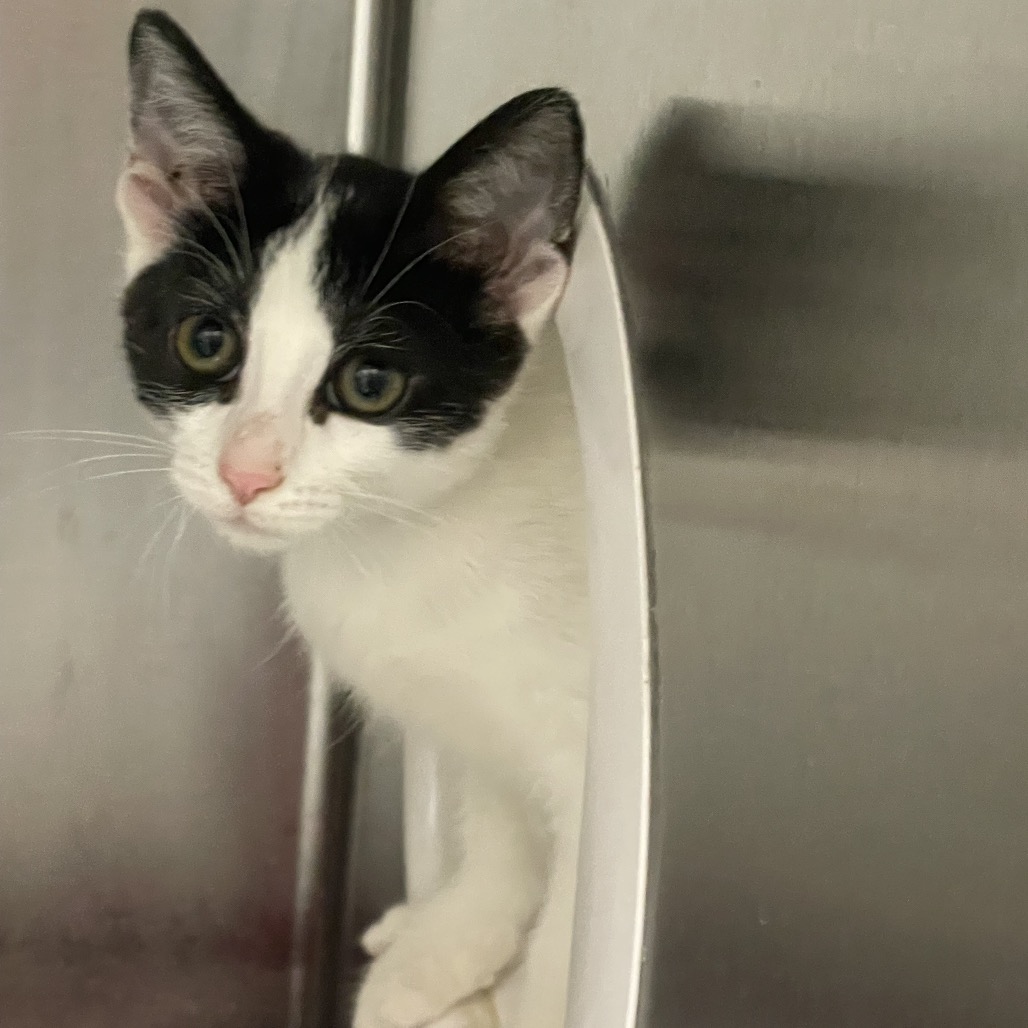 Shelter Stray Female Cat last seen , 361 S Raymond Ave, Pasadena, CA 91105, USA