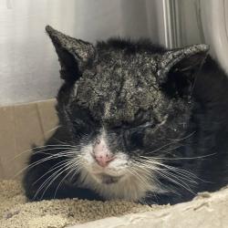 Shelter Stray Male Cat last seen , 361 S Raymond Ave, Pasadena, CA 91105, USA
