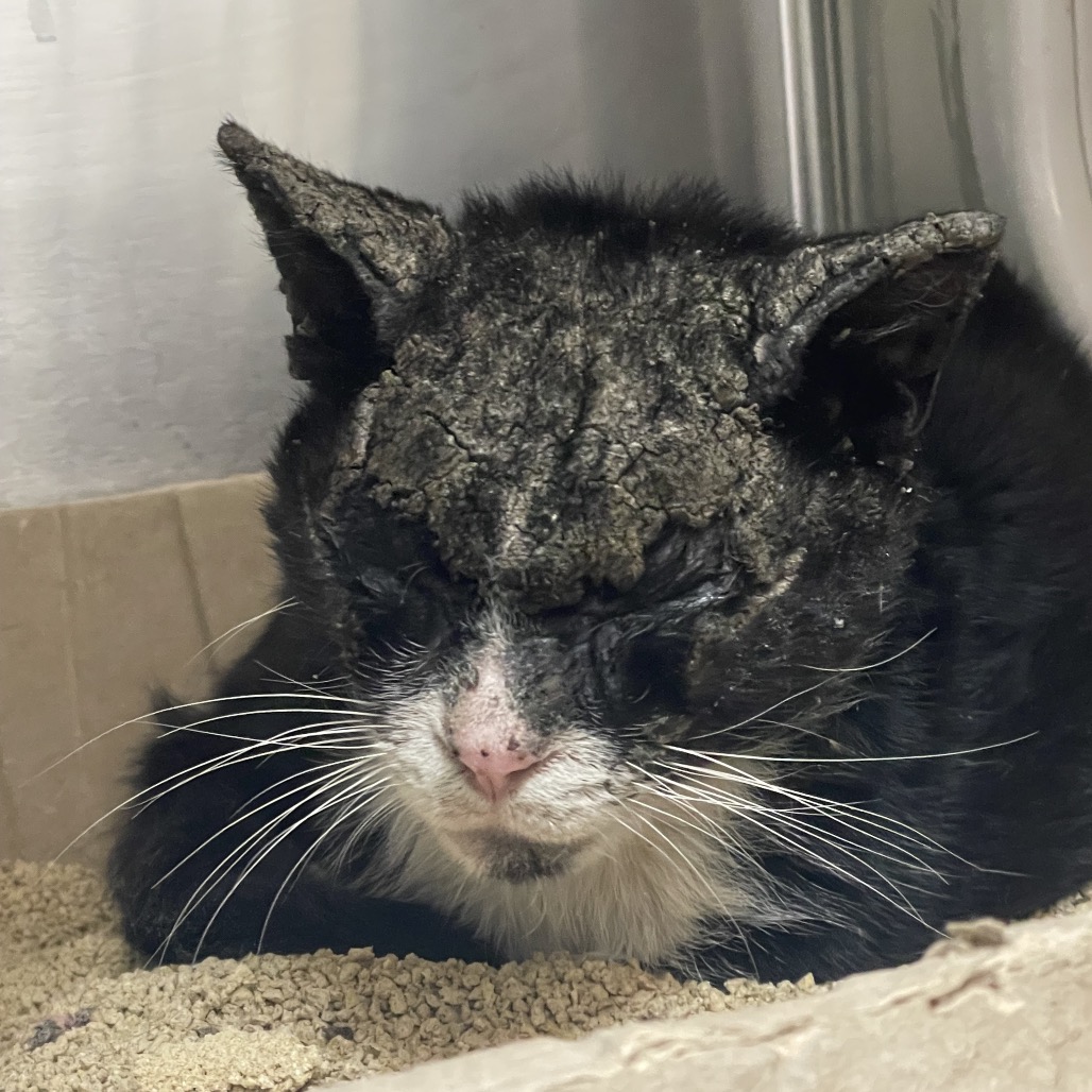 Shelter Stray Male Cat last seen , 361 S Raymond Ave, Pasadena, CA 91105, USA