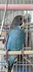 Lost Male Bird last seen NE 66th Street and Federal Highway Fort Lauderdale, Fort Lauderdale, FL 33308