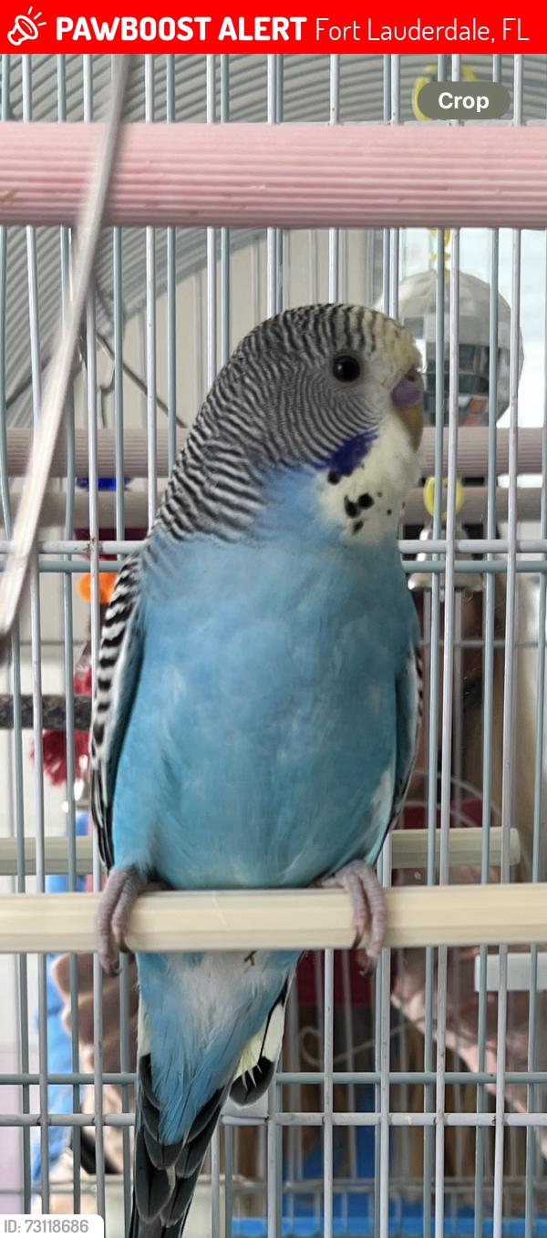 Lost Male Bird last seen NE 66th Street and Federal Highway Fort Lauderdale, Fort Lauderdale, FL 33308