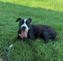 Found/Stray Male Dog last seen Post and 105, Guthrie, OK 73044