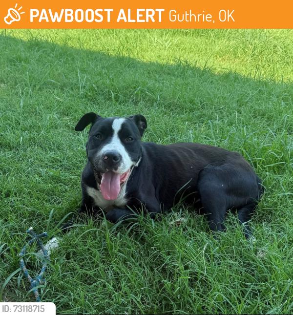 Found/Stray Male Dog last seen Post and 105, Guthrie, OK 73044