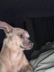Reunited Male Dog last seen hse on sulphur springs, Murfreesboro, TN 37129
