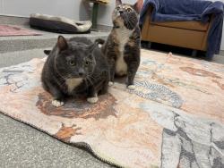 Found/Stray Female Cat last seen Dale Street and County Road B, Roseville, MN 55113