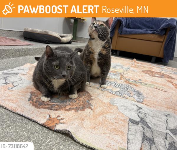 Found/Stray Female Cat last seen Dale Street and County Road B, Roseville, MN 55113