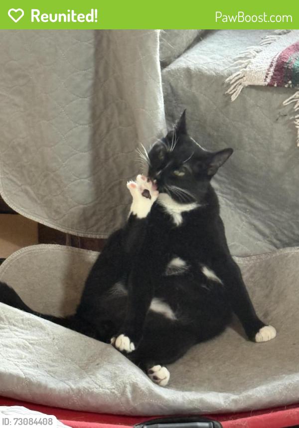 Reunited Male Cat last seen Woodside Drive, Tobyhanna, PA 18466