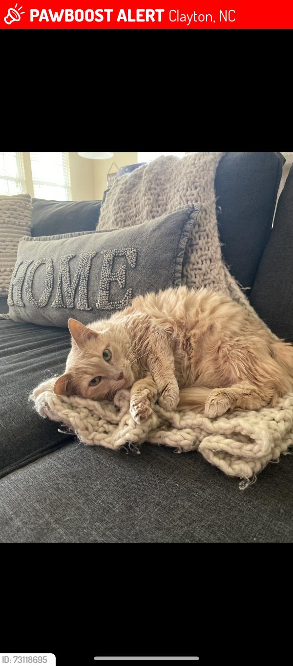 Lost Female Cat last seen Gordon Park, Clayton, NC 27527