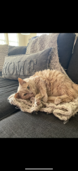 Lost Female Cat last seen Gordon Park, Clayton, NC 27527