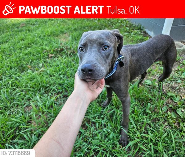 Lost Male Dog last seen S Yukon Ave, near West Tulsa Tag Agency, Tulsa, OK 74107