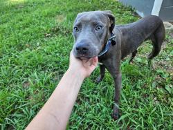 Lost Male Dog last seen S Yukon Ave, near West Tulsa Tag Agency, Tulsa, OK 74107