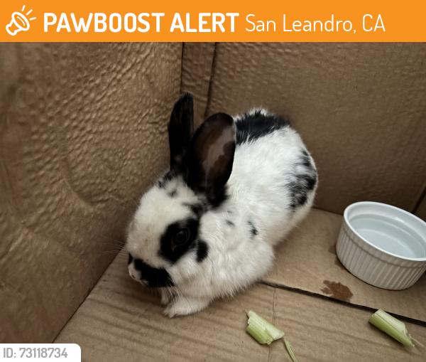 Found/Stray Unknown Rabbit last seen Pacific, San Leandro, CA 94577