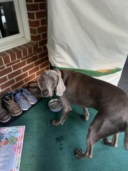 Reunited Male Dog last seen Westchester commons, Midlothian, VA 23113