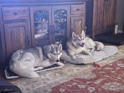 Lost Female Dog last seen Clouds Peaks by Wilcox Road, Lutz, FL 33558