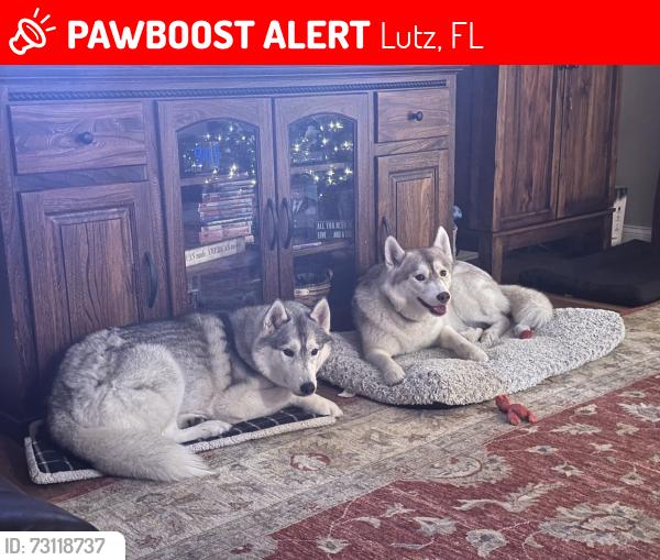 Lost Female Dog last seen Clouds Peaks by Wilcox Road, Lutz, FL 33558