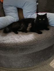 Reunited Male Cat last seen Hanover Air Park, Ashland, VA 23005