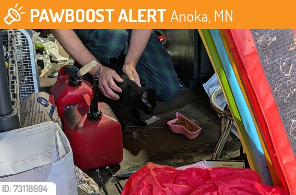 Found/Stray Male Cat last seen 4th and Polk, Anoka, MN 55303