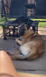 Reunited Male Dog last seen Sherri's Diner or SW 59th/Walker Ave., Oklahoma City, OK 73102