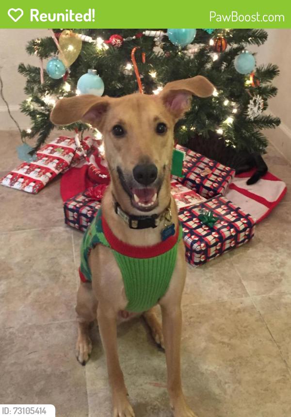 Reunited Male Dog last seen Near Davis Rd Palm Springs, FL, 33406, Palm Springs, FL 33461