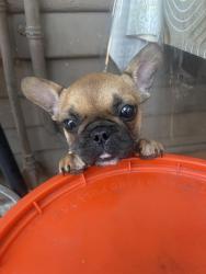 Lost Female Dog last seen Anaheim st and Molino ave, Long Beach, CA 90804