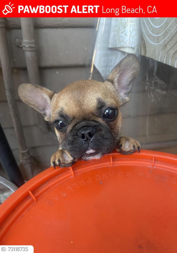 Lost Female Dog last seen Anaheim st and Molino ave, Long Beach, CA 90804