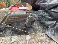 Found/Stray Male Cat last seen Harlan and Alameda, Lakewood, CO 80226