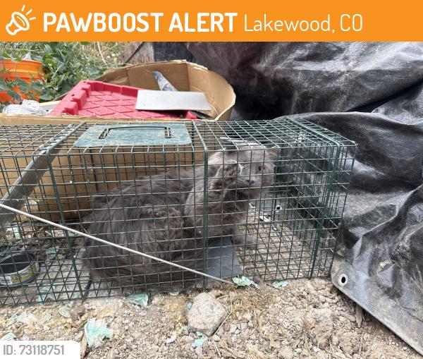 Found/Stray Male Cat last seen Harlan and Alameda, Lakewood, CO 80226
