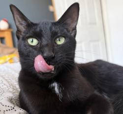 Reunited Female Cat last seen Last seen in New Basford. Around Northgate., New Basford, England NG7 7BG
