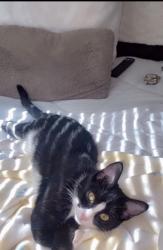 Lost Male Cat last seen 5th srt, Yucaipa, CA 92399