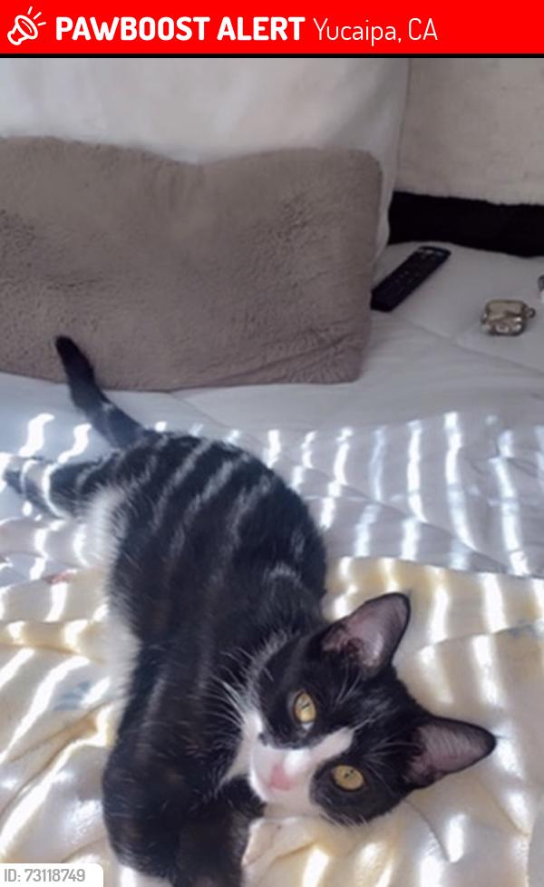 Lost Male Cat last seen 5th srt, Yucaipa, CA 92399