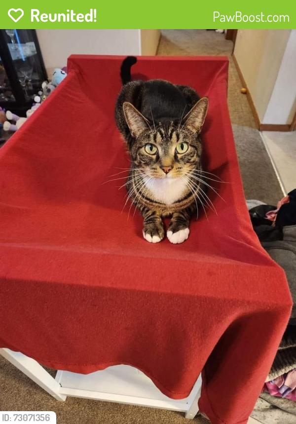 Reunited Male Cat last seen Padden parkway and. 84th street, Vancouver, WA 98682