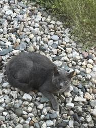 Found/Stray Unknown Cat last seen Oaklandon Rd. and Brandon St., Indianapolis, IN 46236