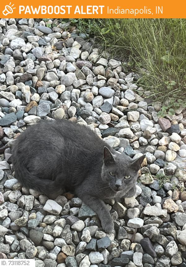 Found/Stray Unknown Cat last seen Oaklandon Rd. and Brandon St., Indianapolis, IN 46236