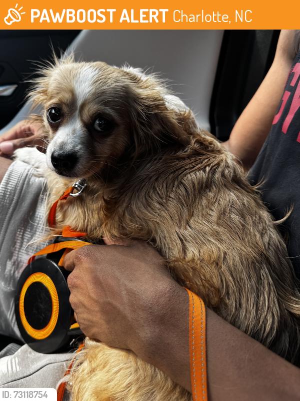 Found/Stray Female Dog last seen Northlake Landing, Charlotte, NC 28216