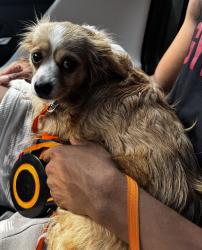 Found/Stray Female Dog last seen Northlake Landing, Charlotte, NC 28216
