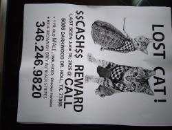 Lost Male Cat last seen Antoine, Houston, TX 77088