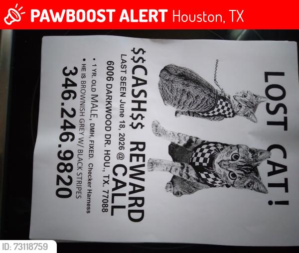 Lost Male Cat last seen Antoine, Houston, TX 77088