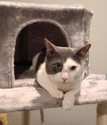 Lost Male Cat last seen Old Tomahawk St. And Anita Dr. Or Barnwood Grill , Yorktown Heights, NY 10598