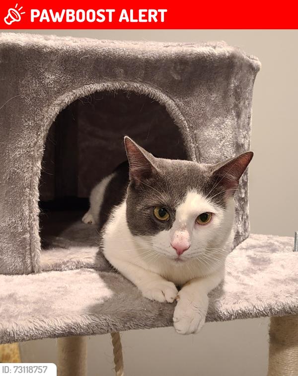 Lost Male Cat last seen Old Tomahawk St. And Anita Dr. Or Barnwood Grill , Yorktown Heights, NY 10598