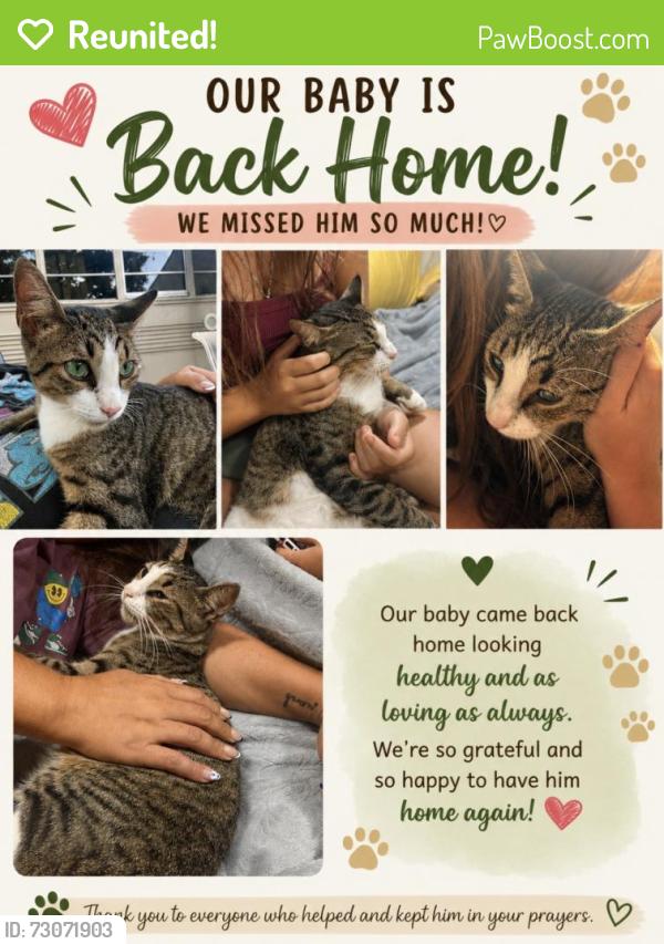 Reunited Male Cat last seen Morningside village (Dawn/Morning Lightway), Osceola County, FL 34744