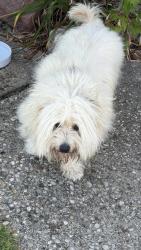 Reunited Unknown Dog last seen Hanover Rd in Forest Park, Forest Park, OH 45240
