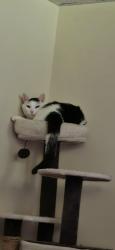Reunited Female Cat last seen Near Rosewood Terrace Dr, Ballwin, MO 63021, USA, Ballwin, MO 63021