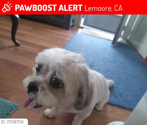 Lost Female Dog last seen Magnolia Ave, 18th Ave, D street, Lemoore, CA 93245