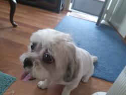 Lost Female Dog last seen Magnolia Ave, 18th Ave, D street, Lemoore, CA 93245