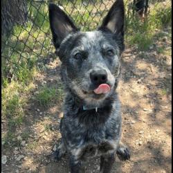 Shelter Stray Female Dog last seen , 4710 TX-151, San Antonio, TX 78227, USA